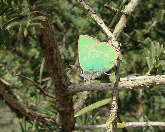 green hairstreak